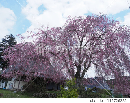 京北「祇園夜桜の子桜」 113726282