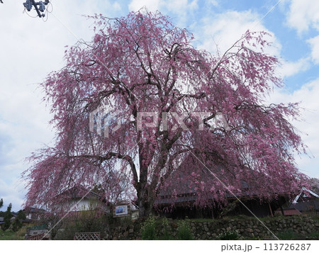 京北「祇園夜桜の子桜」 113726287