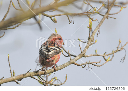 ベニマシコ 113726296