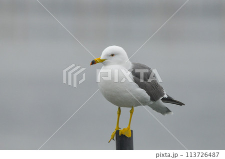 ウミネコ ウミネコ 113726487