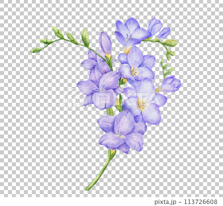 Watercolor violet freesia flowers bouquet. Hand drawn color isolated illustration 113726608