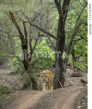 wild female bengal tiger or panthera tigris a showstopper walking head on safari track road in morning territory stroll natural green bacground ranthambore national park forest reserve rajasthan india wild female bengal tiger or panthera tigris a showstopper walking head on safari track road in morning territory stroll natural green bacground ranthambore national park forest reserve rajasthan india 113726908