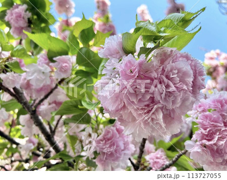八重桜 八重桜 113727055