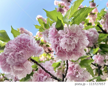 八重桜 八重桜 113727057