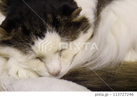 眠る仔猫 113727246