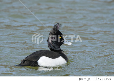 キンクロハジロ 113727495