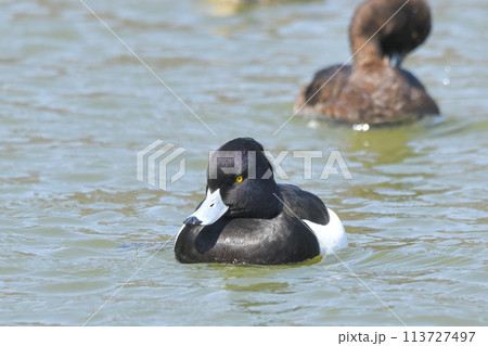 キンクロハジロ 113727497