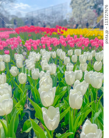白いチューリップ 113727676