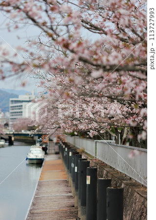 川沿いの桜のある風景 113727993