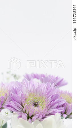 白と紫の菊の花　葬儀やお葬式の供花　喪中 113728365
