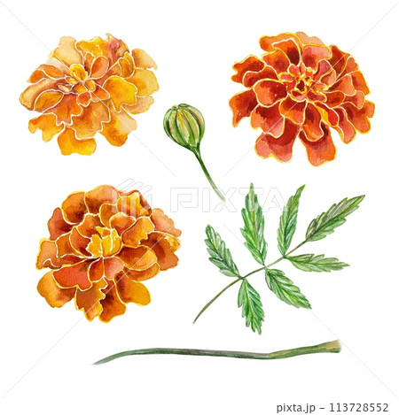 Marigolds, watercolor. Flowers, leaves, stem. Hand drawn illustration in vintage style isolated on white background. Cards, invitations, banners. 113728552