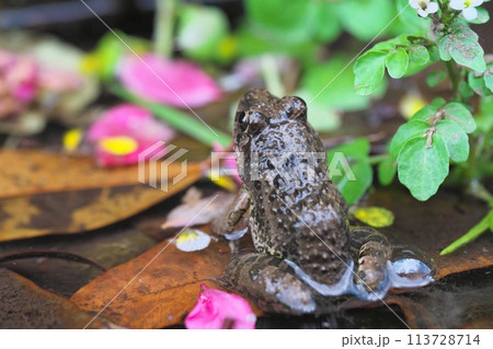 水面に散った花びらと見上げるヌマガエル 水面に散った花びらと見上げるヌマガエル 113728714