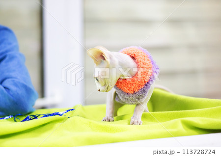White sphynx kitten closeup portrait at home 113728724