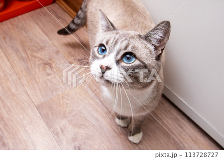 A Felidae with blue eyes gaze through a window, whiskers twitching A Felidae with blue eyes gaze through a window, whiskers twitching 113728727