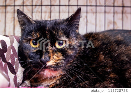 Black cat with whiskers in cage on pink blanket Black cat with whiskers in cage on pink blanket 113728728