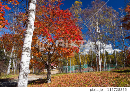 秋の日和田高原《ロッジ・キャンプ場》 113728856