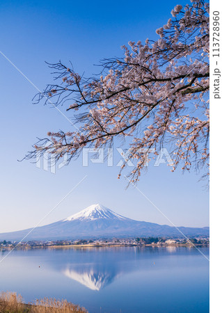 (山梨県)河口湖・湖畔の桜と富士山 (山梨県)河口湖・湖畔の桜と富士山 113728960