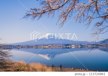 （山梨県）河口湖・湖畔の桜と富士山 113728961
