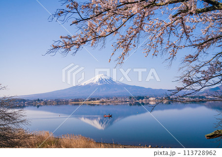 (山梨県)河口湖・湖畔の桜と富士山 (山梨県)河口湖・湖畔の桜と富士山 113728962