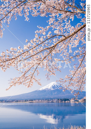 （山梨県）河口湖・湖畔の桜と富士山 113728965