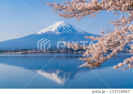 （山梨県）河口湖・湖畔の桜と富士山 113728967