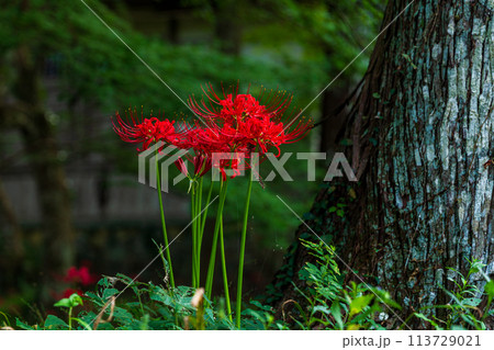 静岡県周智郡森町橘　大洞院と境内の風景 113729021