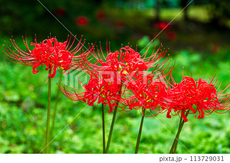 静岡県周智郡森町橘　大洞院と境内の風景 113729031