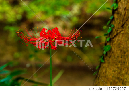 静岡県周智郡森町橘　大洞院と境内の風景 113729067