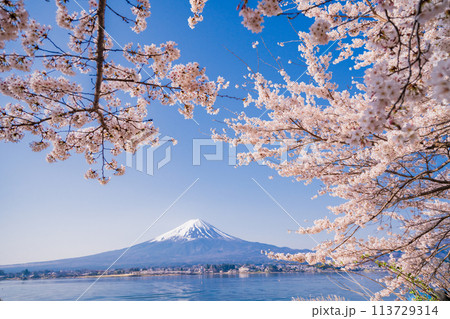 （山梨県）河口湖・湖畔の桜と富士山 113729314