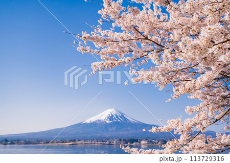 （山梨県）河口湖・湖畔の桜と富士山 113729316