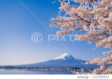 （山梨県）河口湖・湖畔の桜と富士山 113729317