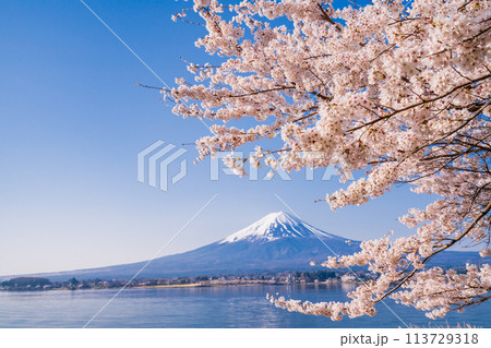 （山梨県）河口湖・湖畔の桜と富士山 113729318