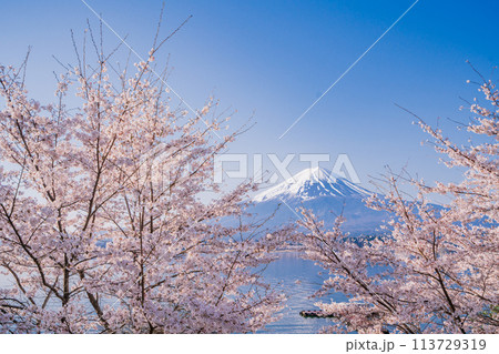 (山梨県)河口湖・湖畔の桜と富士山 (山梨県)河口湖・湖畔の桜と富士山 113729319
