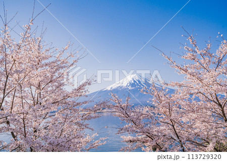 （山梨県）河口湖・湖畔の桜と富士山 113729320