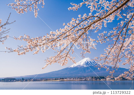 (山梨県)河口湖・湖畔の桜と富士山 (山梨県)河口湖・湖畔の桜と富士山 113729322