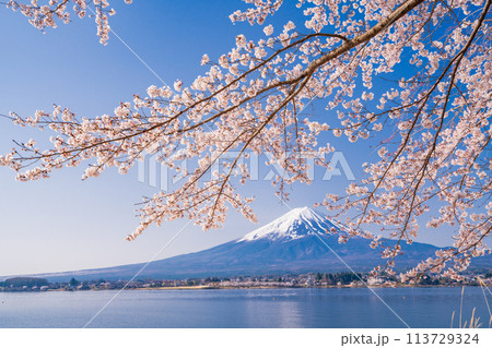(山梨県)河口湖・湖畔の桜と富士山 (山梨県)河口湖・湖畔の桜と富士山 113729324