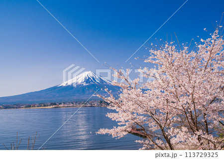 (山梨県)河口湖・湖畔の桜と富士山 (山梨県)河口湖・湖畔の桜と富士山 113729325