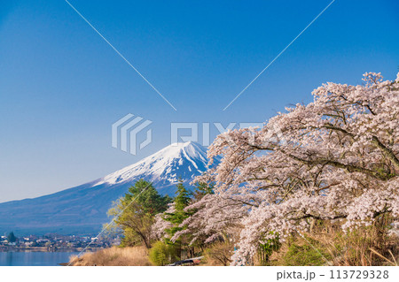 (山梨県)河口湖・湖畔の桜と富士山 (山梨県)河口湖・湖畔の桜と富士山 113729328