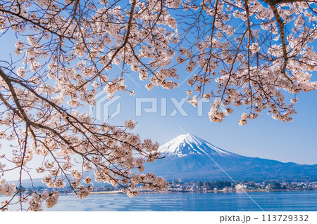 （山梨県）河口湖・湖畔の桜と富士山 113729332