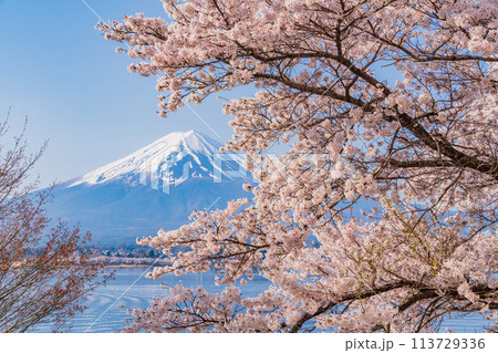 （山梨県）河口湖・湖畔の桜と富士山 113729336