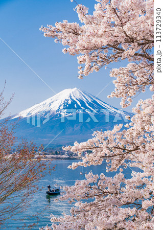 （山梨県）河口湖・湖畔の桜と富士山 113729340