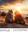 Two cats sitting on beach at sunset 113729765