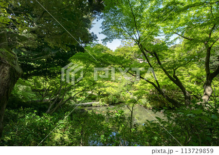 東京都品川区、池田山公園 東京都品川区、池田山公園 113729859