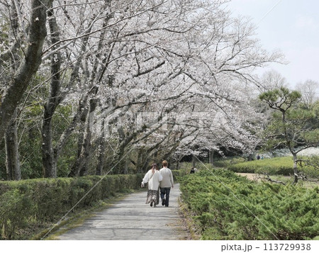 愛知県緑化センターの桜 愛知県緑化センターの桜 113729938
