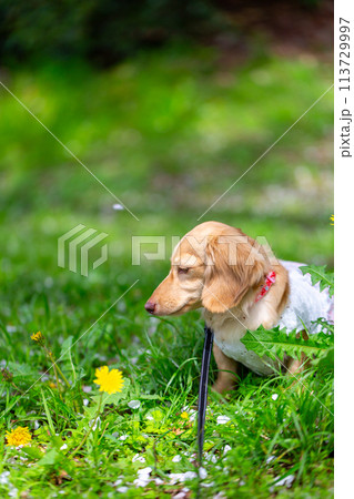 公園で散歩をするダックスフンド 113729997