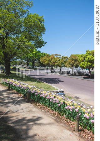 チューリップの花 チューリップの花 113730087