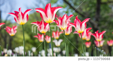 チューリップの花 チューリップの花 113730088