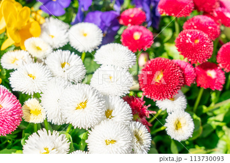 カラフルな花壇 カラフルな花壇 113730093