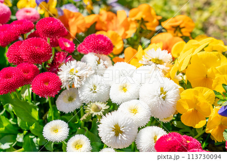 カラフルな花壇 カラフルな花壇 113730094