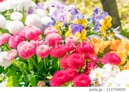 カラフルな花壇 113730095